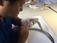 識別用の色素を注射器で注入する様子