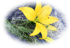 ����: V:\Ban Backup�p\���]�[�gHP\hana.2.JPG