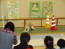 訓練犬の室内での様子の写真