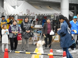 屋外での訓練犬の写真